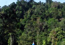 Foto asli kawasan hutan Gunung Leuser di Sumatra sebagai ilustrasi isu lingkungan tambang Beutong Ateuh