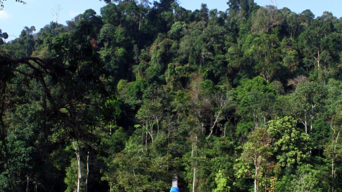 Foto asli kawasan hutan Gunung Leuser di Sumatra sebagai ilustrasi isu lingkungan tambang Beutong Ateuh